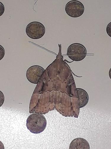 Réf. 295 985 : Hypena rostralis